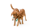 West Paw Snorkl Dog Toy